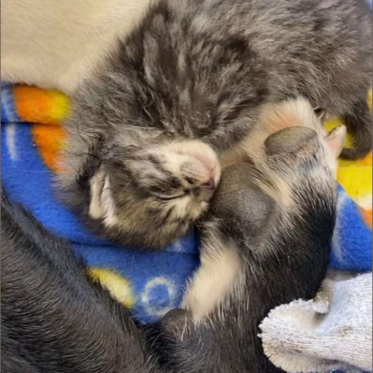 cagnolina Kela cuccioli gattino