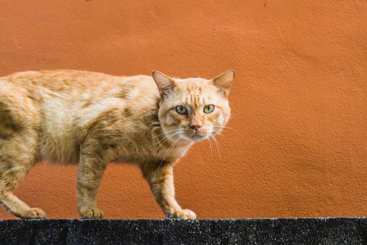 Felino scappa dal suo umano