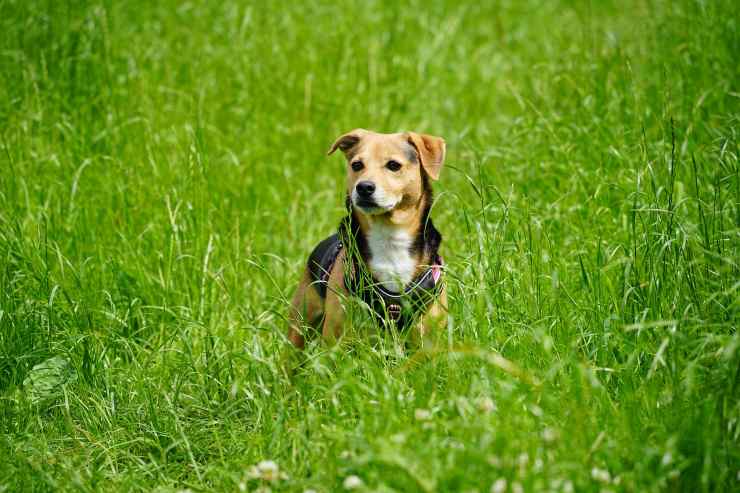 cagnolino nel parco