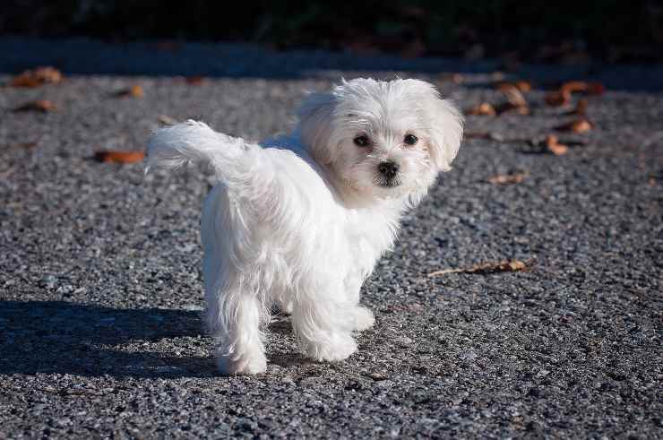 Cagnolino preferisce non giocare