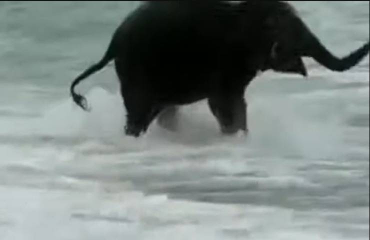 elefante mare cucciolo gioca