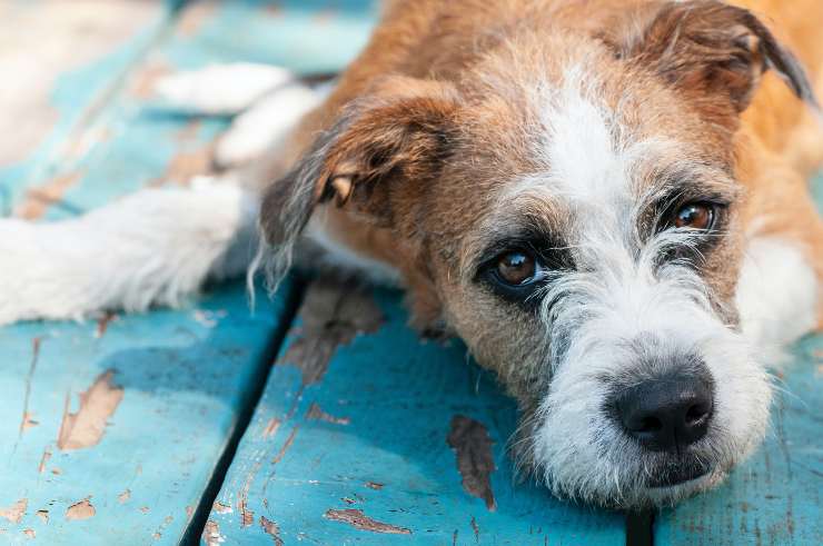 Il cane è inappetente