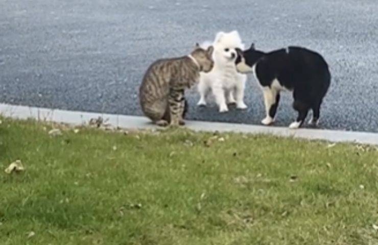 litigio gatti cagnolino interrompe