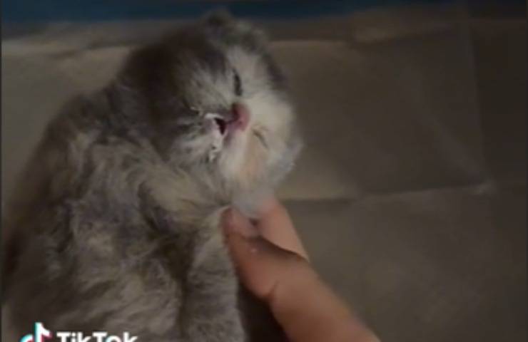 gattino dorme latte pancino