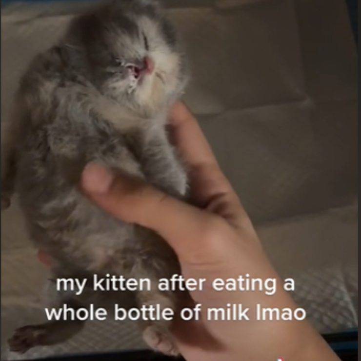 gattino latte video virale
