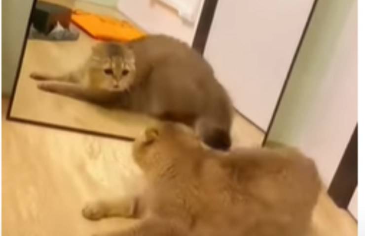 gatto specchio nemico sconosciuto