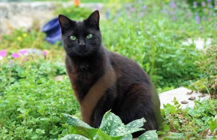 gato en casa anciano gesto