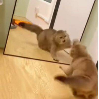 gatto specchio reazione battaglia