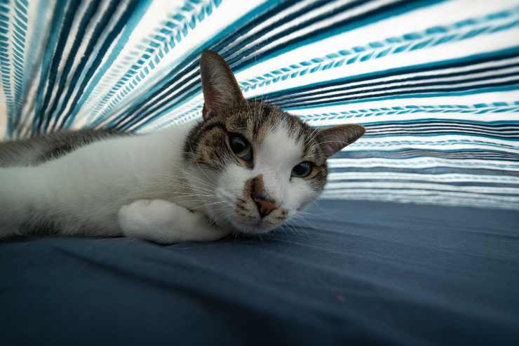 gatto sotto le coperte 
