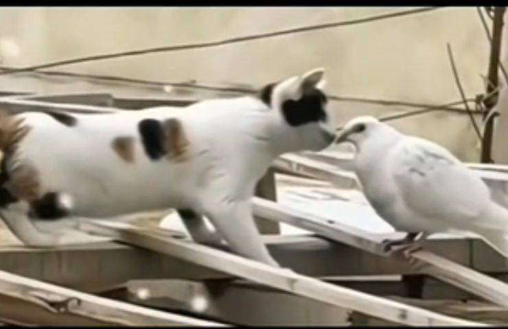 gatto piccione dolcissimo video