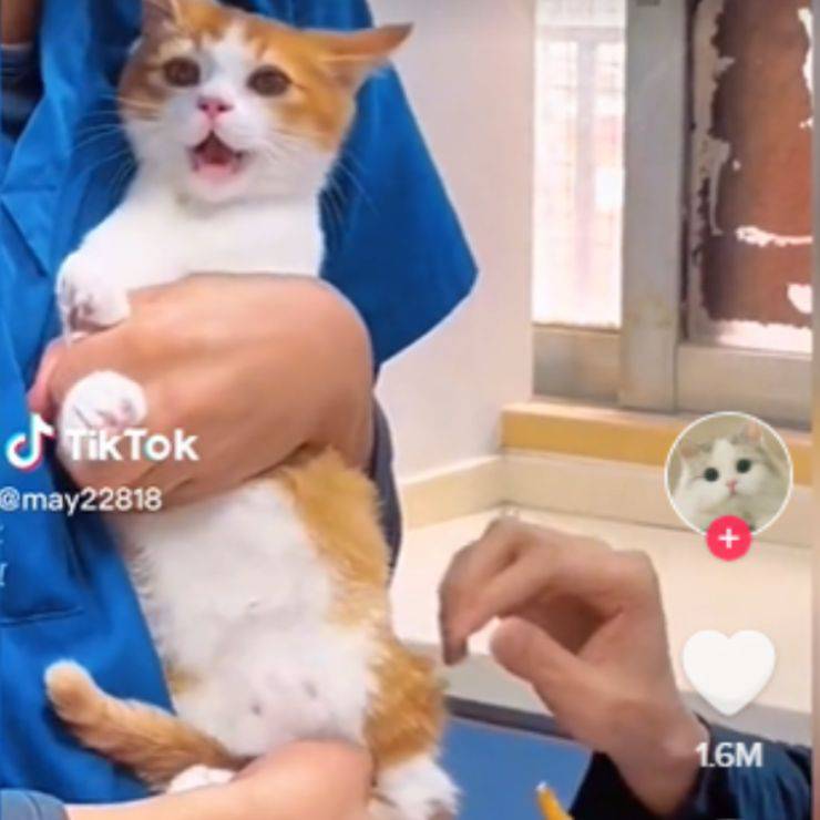 Vacuna veterinaria punción gato