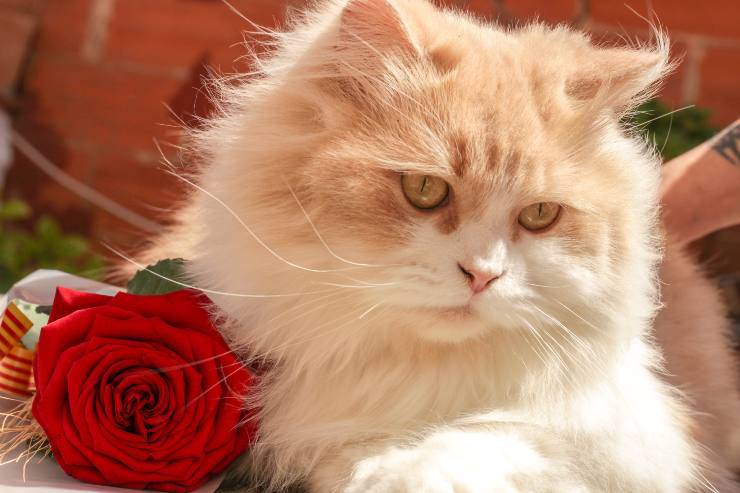 gatto accanto ad una rosa 