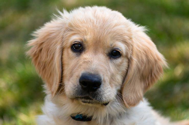 Cagnolino guarda il padrone