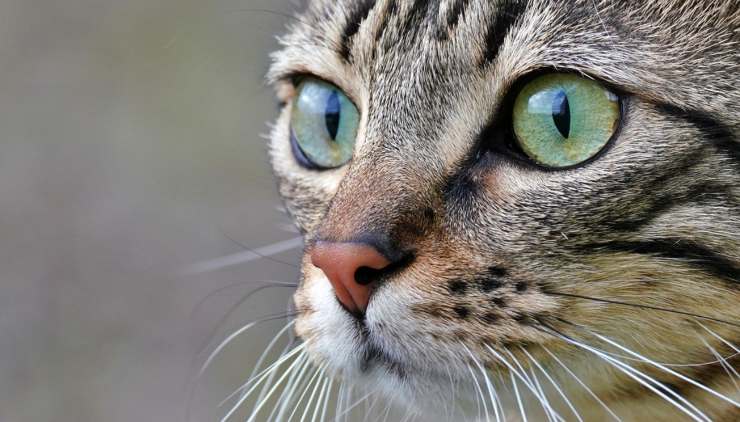 gatto in primo piano 