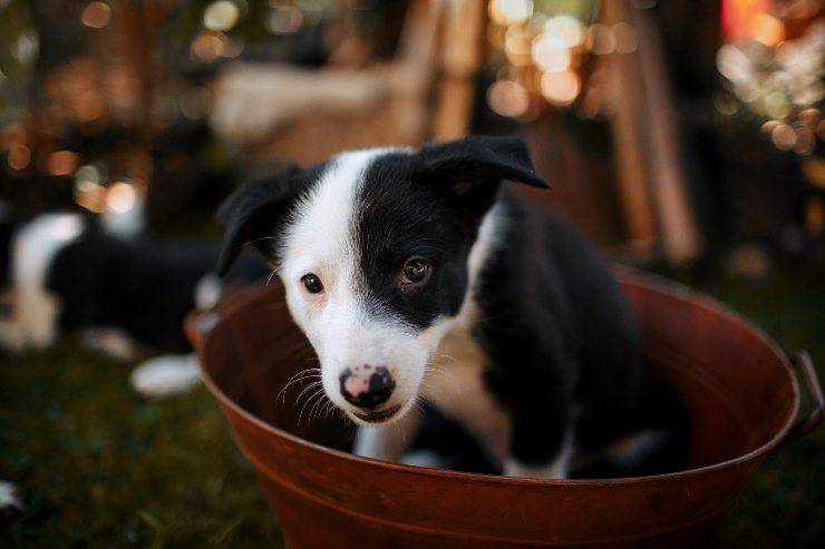 Fido non ha voglia di cibo