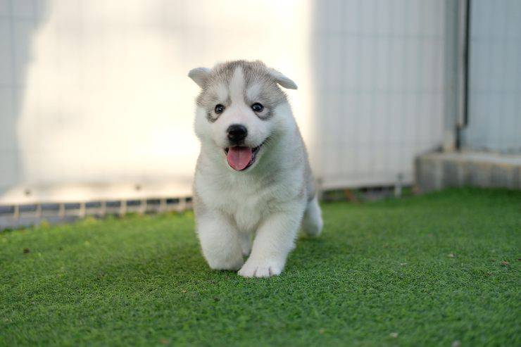 Il cane vuole divertirsi