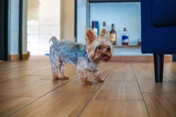 Cagnolino segue il padrone in bagno