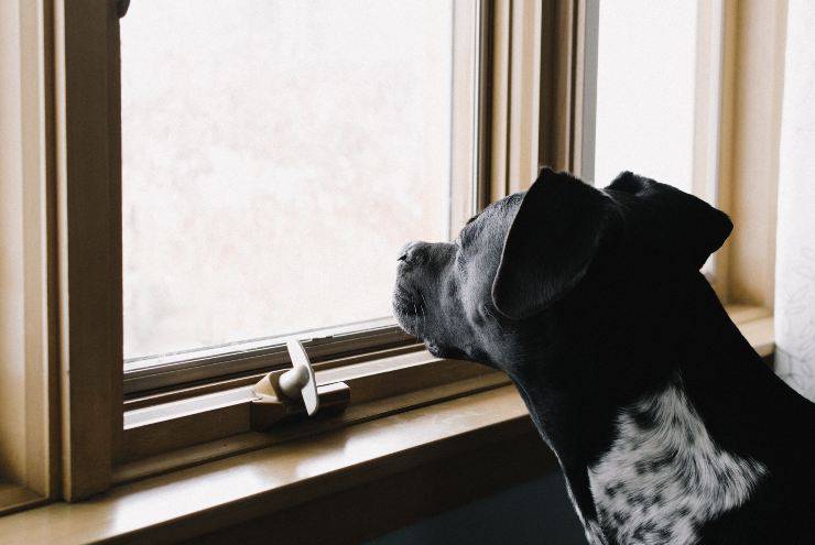 Il cane da solo in casa