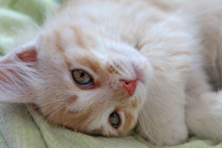 gatto occhi dolci 