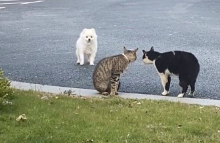 litigio gatti cane interviene