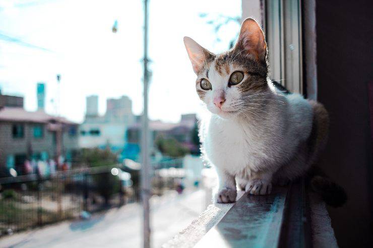 Il pericolo del balcone per micio