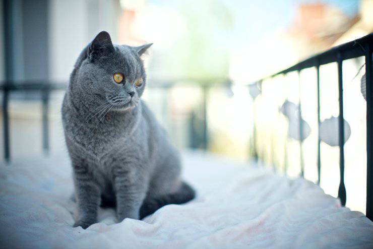 Il felino sul balcone