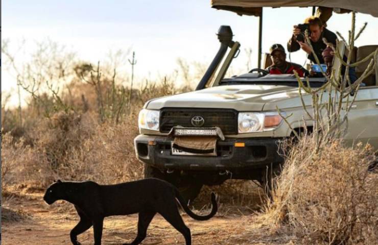 pantera nera fotografata Kenya