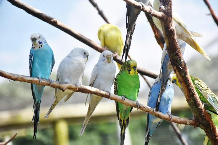pappagallini su un ramo