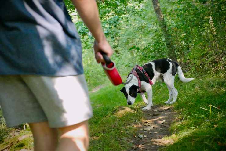 Fido si allontana dall'umano