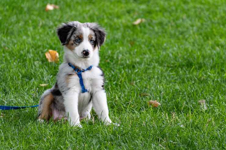 L'allontanamento del cane