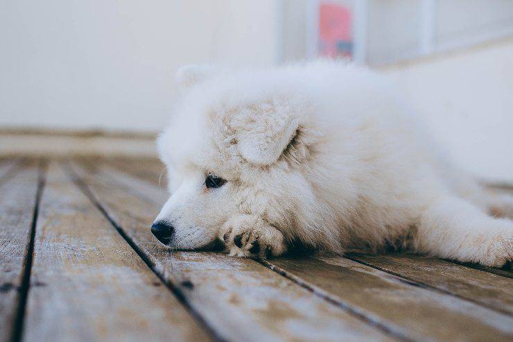 Il comportamento del cane