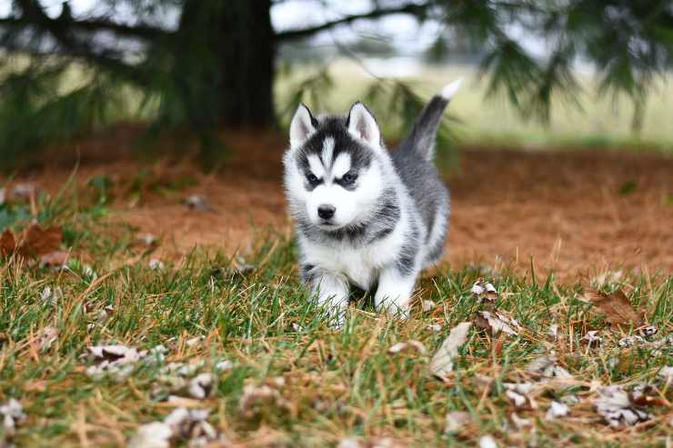 Il comportamento di Fido