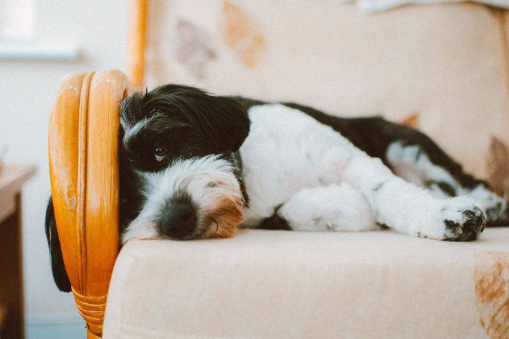 Razze canine meno giocherellone