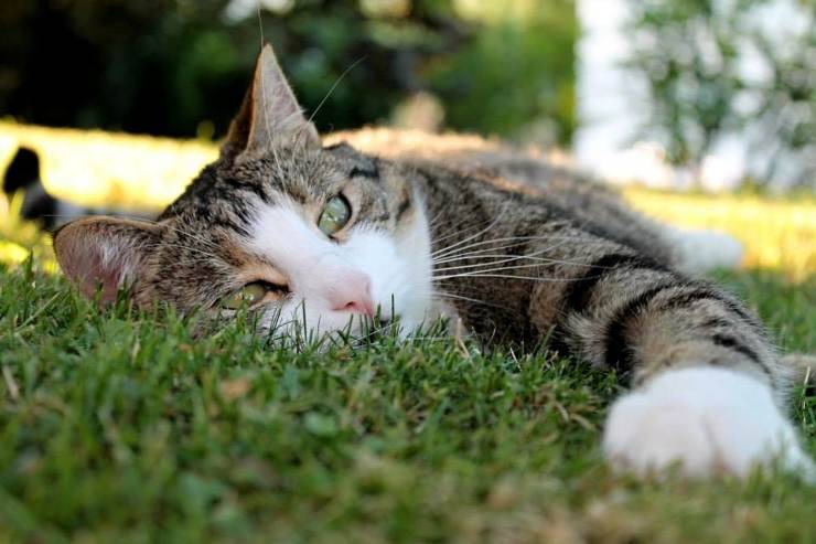 gatto sdraiato sull'erba 