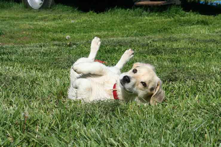 cucciolo gioca nell'erba 