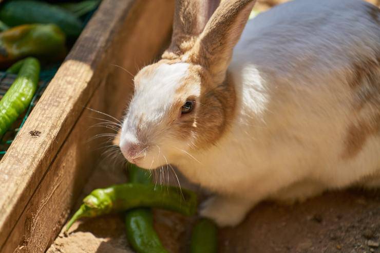 Le verdure adatte al coniglio