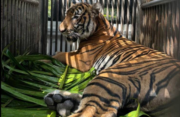 Malaysia tigre intrappolata salvata