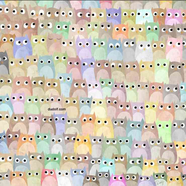 trova l'intruso tra i gufi nel tempo stabilito