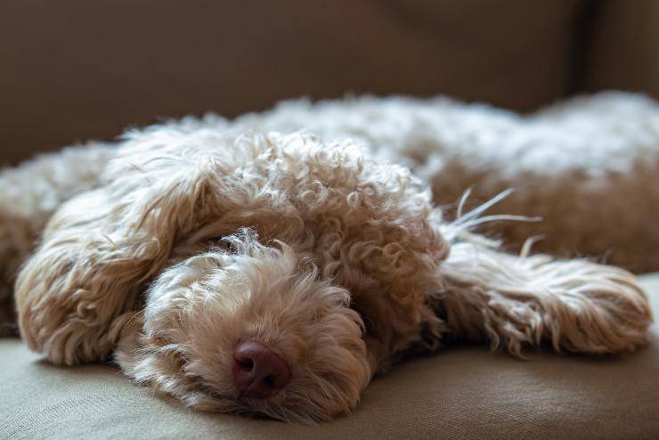 Il cane e la melatonina