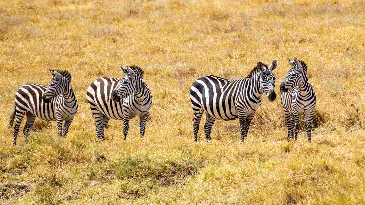 Zebre in Tanzania