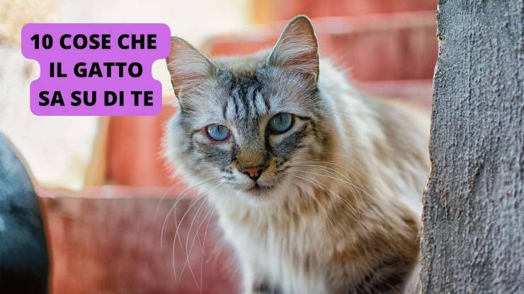 Gatto che osserva 