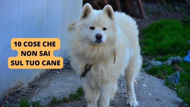 cane bianco 