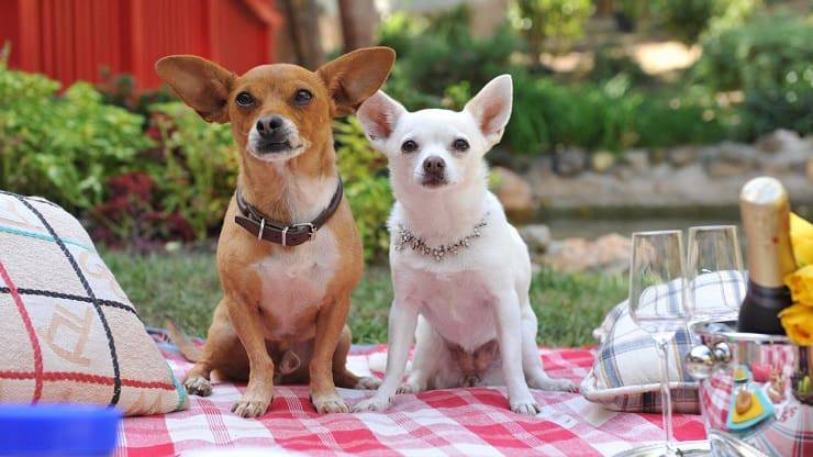 Cani di Beverly Hills Chihuahua