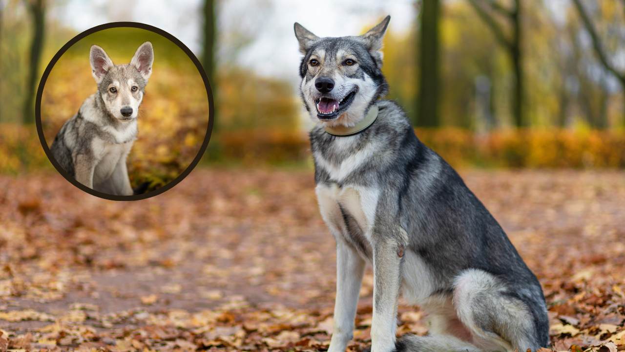 cane da lupo di saarloos