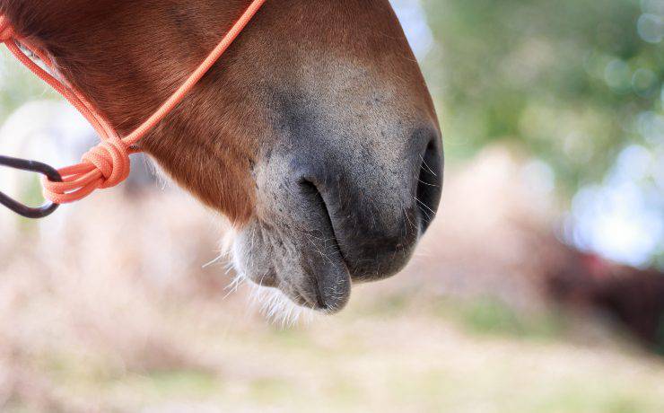 naso che cola al cavallo