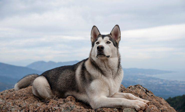 Alaskan Malamute