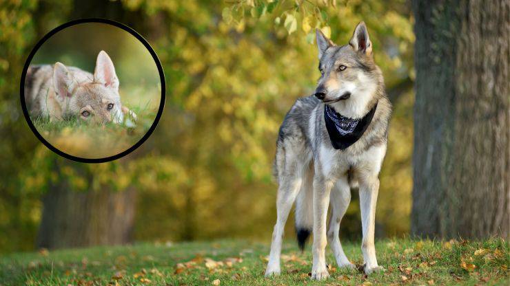 Cane da lupo cecoslovacco