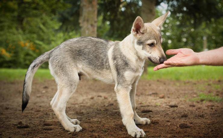 cucciolo di cane da lupo cecoslovacco