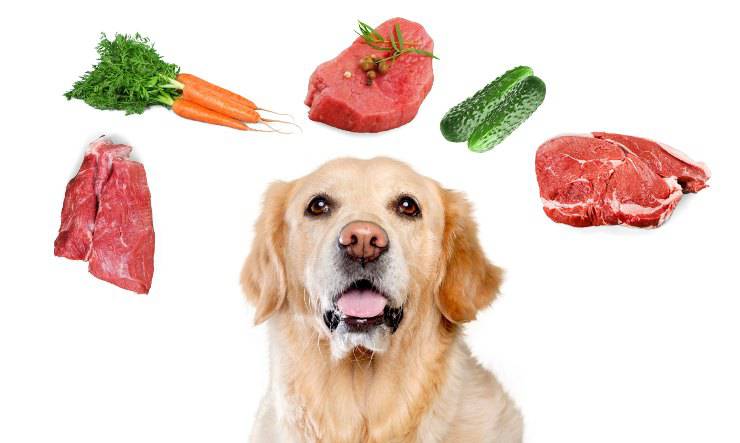 alimenti per cani