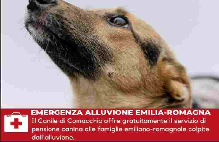 Alluvione Emilia Romagna canili offrono stallo 